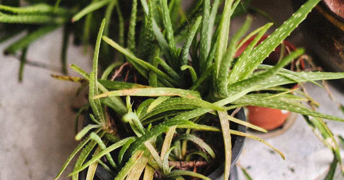 Aloe Vera and Your Gut: The Soothing Plant With Surprising Digestive Benefits