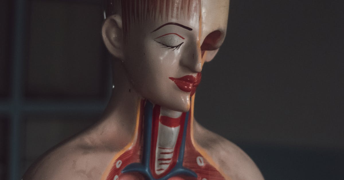 Digestive Health 101: The Hidden Journey Your Food Takes Through the Stomach and Intestines