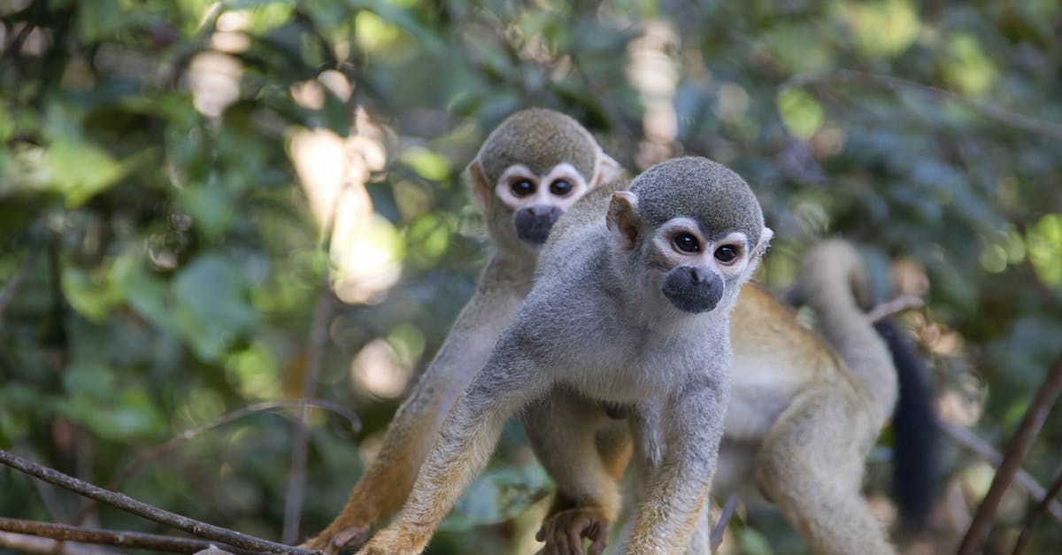 Exploring the Amazon Rainforest: What You Should Know Before Stepping Into the World’s Largest Jungle