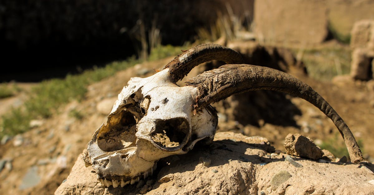 Marsha P. Johnson: Revisiting the Unresolved Questions Surrounding Her Mysterious Death