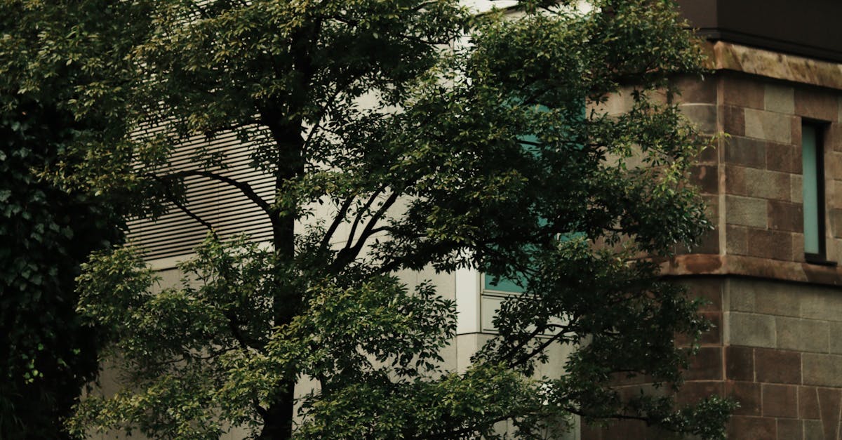 Penicillin’s Accidental Discovery: How Mold Became Medicine