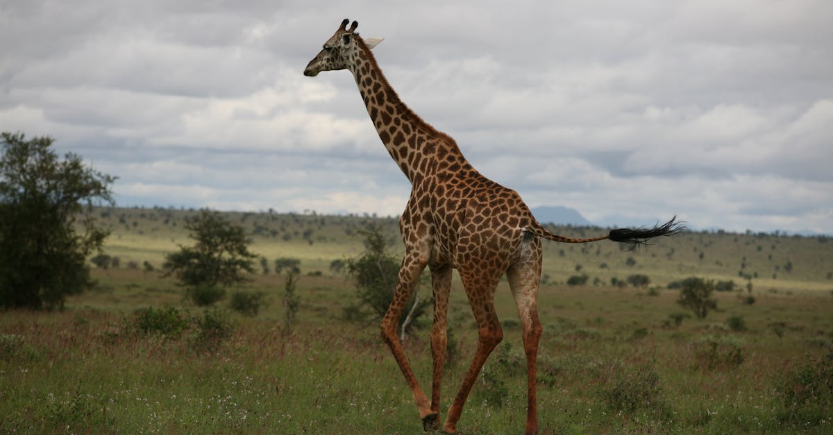 Safari Wonders in Kenya: Discovering the Maasai Mara and the Secrets Behind Spotting the Big Five