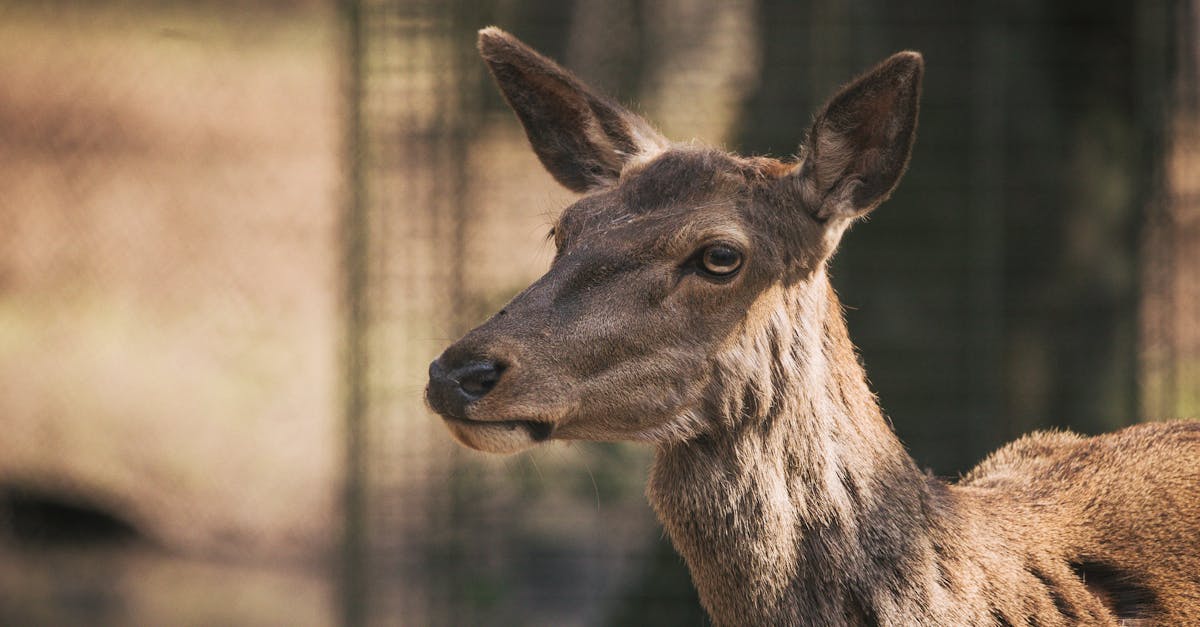 The 10,000 Steps Myth: What Walking Really Does for Your Body