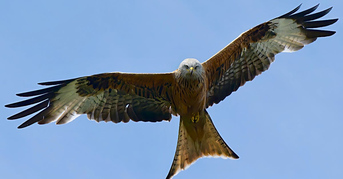 The Birds That Fly Across Continents Without Stopping — Nature’s Most Tireless Travelers