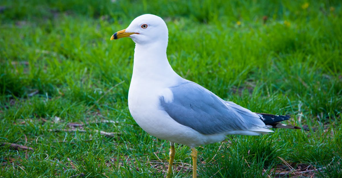 The Boston Strangler: Why Some Investigators Believe More Than One Killer Was Involved