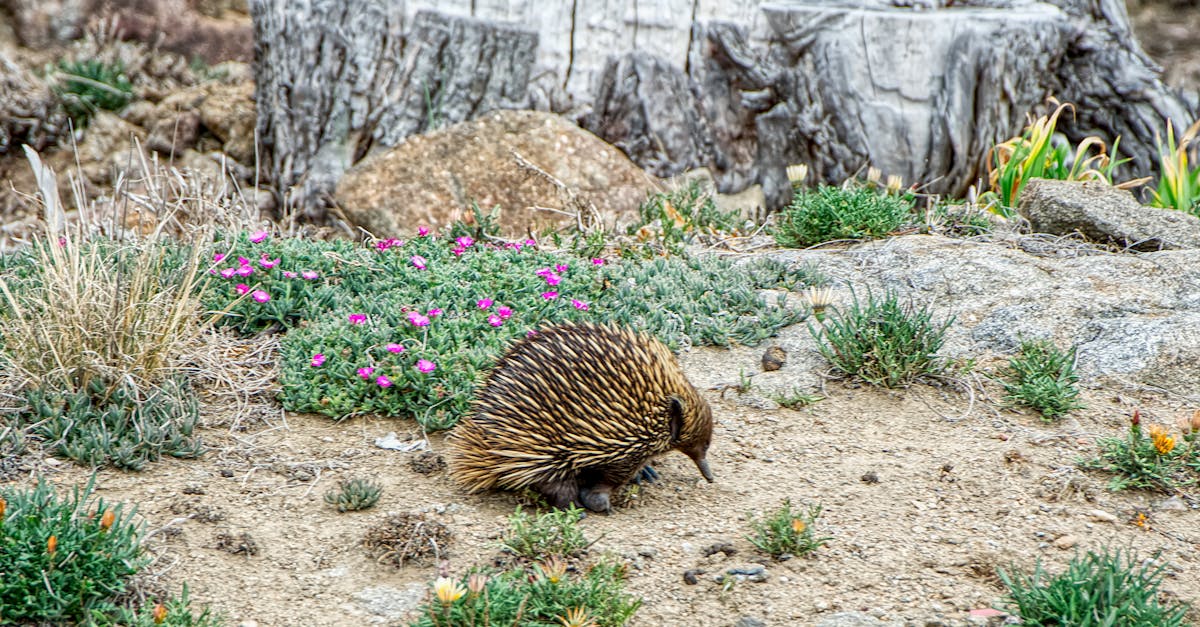 The Desert That Turns Into a Garden Overnight
