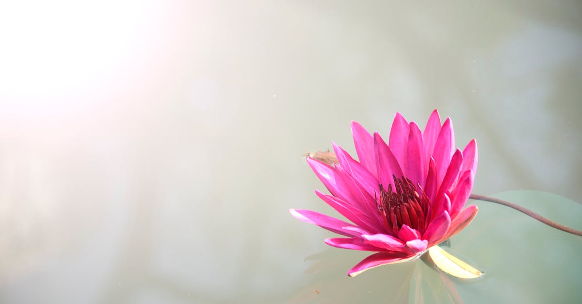 The Floating Gardens of Bangladesh: Nature’s Ingenious Adaptation