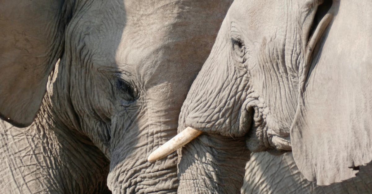 The Gentle Giants Replanting a Continent: How Elephants Are Reforesting Africa One Seed at a Time