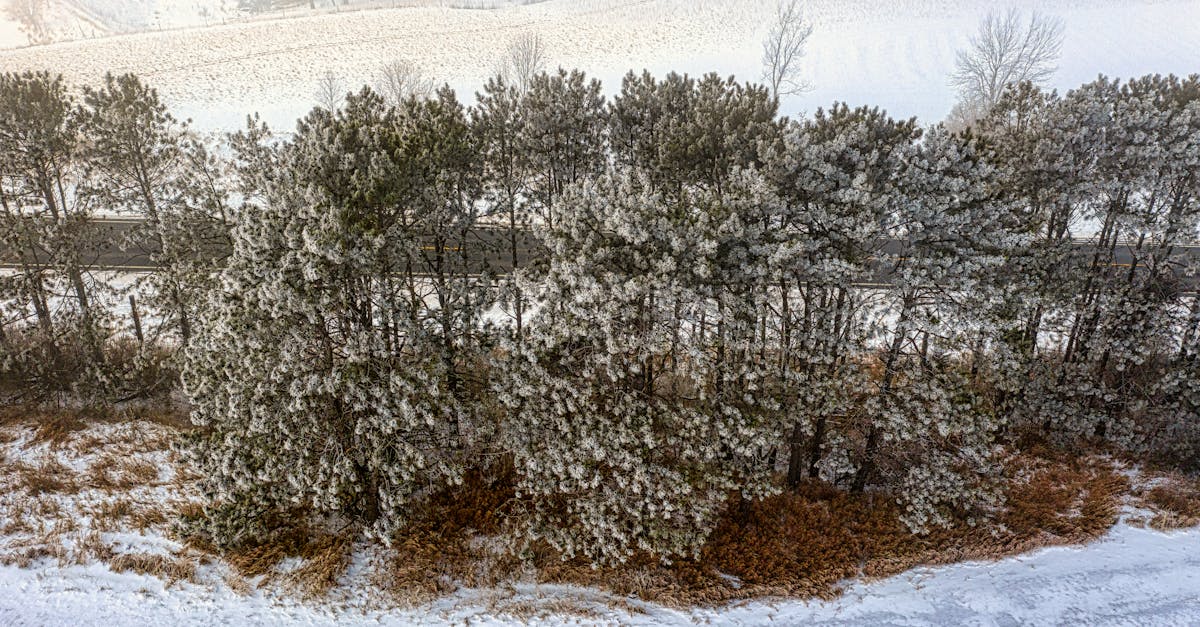 The Green Pioneers of the North: How Plants Conquered the Arctic Tundra
