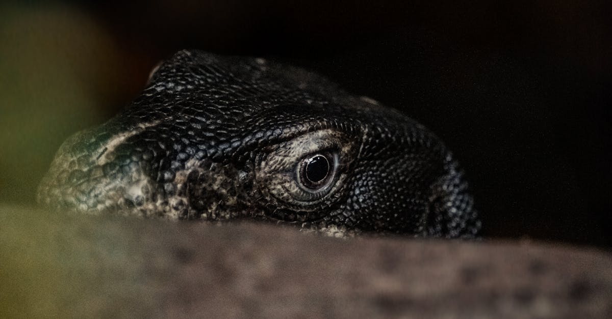 The Island Where Dragons Still Roam: The Real Komodo Mystery