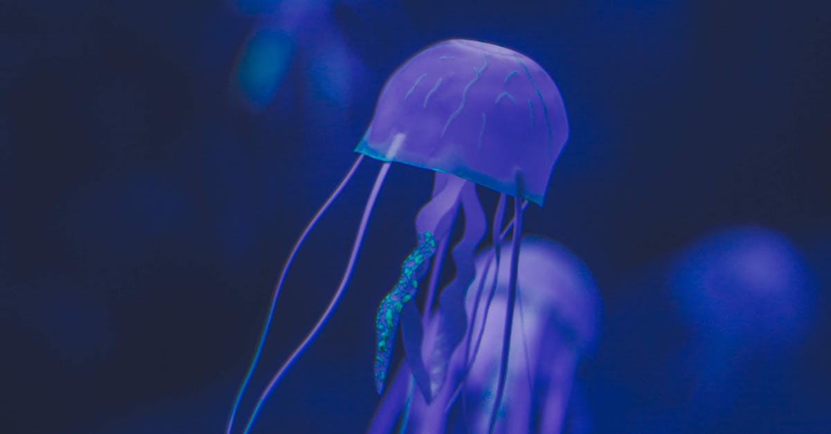 The Jellyfish That Never Dies — Nature’s Immortal Creature