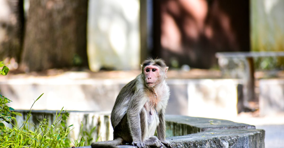 The Secret Life of Urban Foxes in London: How a Wild Animal Learned to Thrive in a Concrete Jungle