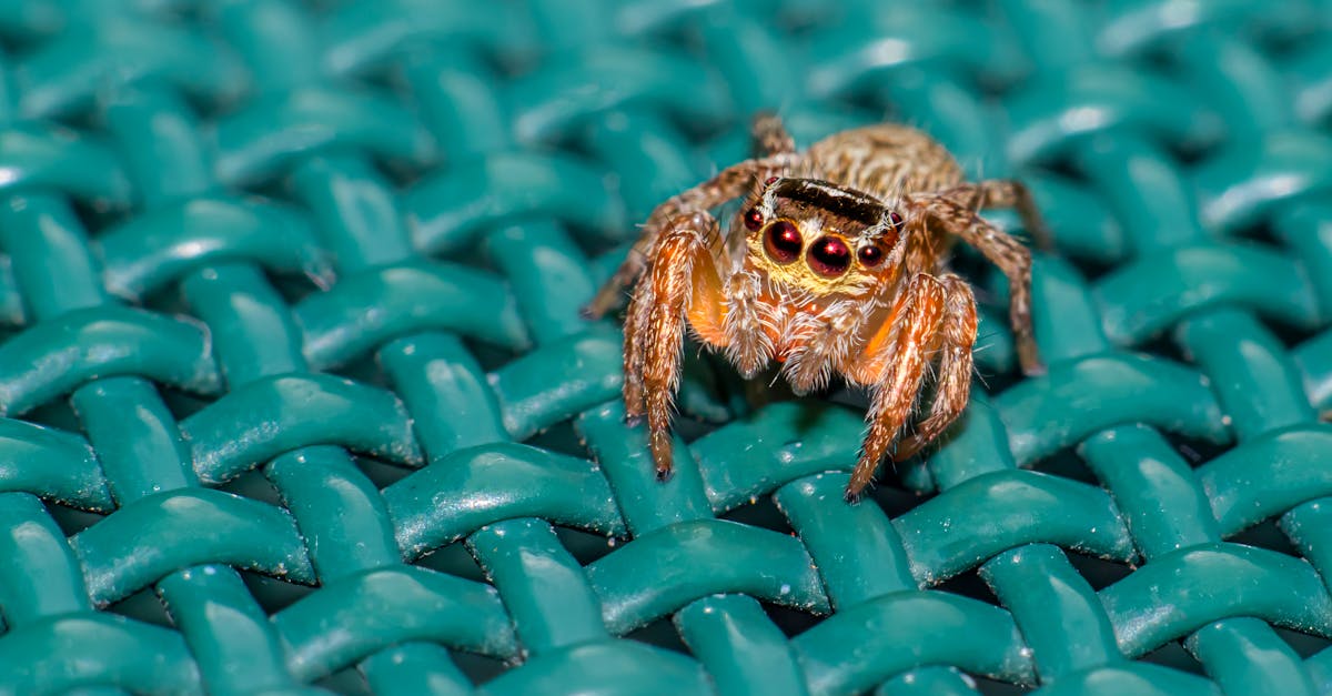 The Spider That Lives Only on One Mountain in Greece — A Tiny Creature With a Big Story