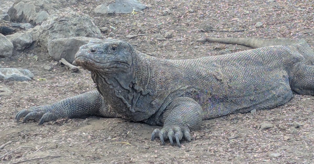 The World’s Smallest Island Nation and Its Unlikely Survival Story