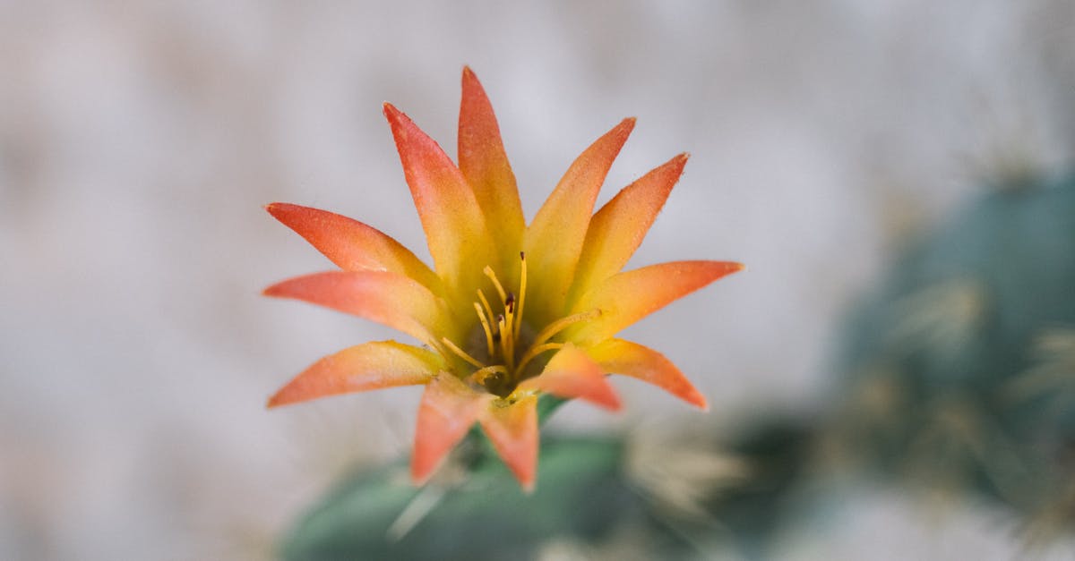 When the Sahara Was a Garden: The Forgotten Green Age of the World’s Largest Desert